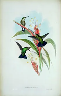 Mango Prints: Blue-Tailed Mango (Lampornis Viridis) 1861 1861 John Gould (1804-1881 British) Monograph Academy of Natural Sciences