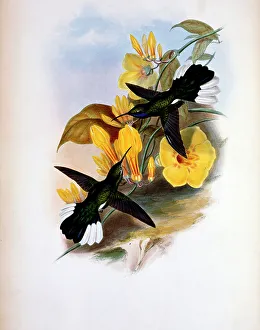 Philadelphia Prints: Blue-Throated Sabre-Wing (Campylopterus Ensipennis) by Gould