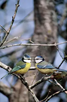 Bill Prints: blue tit