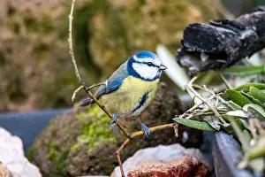 Isolated Prints: blue tit bird posed in search of food