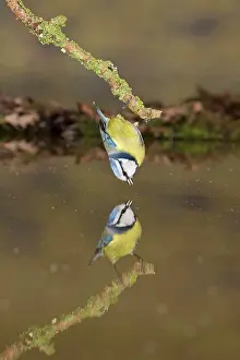 Refle Ction Prints: Blue Tit (Cyanistes caeruleus) adult