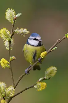 Parus Prints: Blue Tit (Parus caeruleus). Cornwall - UK