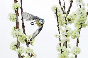 Taking Off Prints: A blue tit (Parus caeruleus) taking off