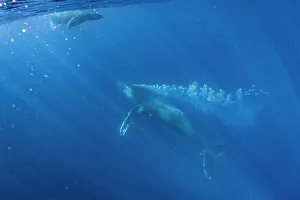 Blue Water Prints: Blue Water Bubbles Close Approach Endangered Species