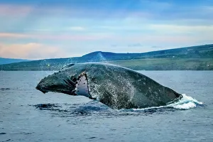 Blue Water Prints: Blue Water Hawaii Hawaiian Islands Hawaiian Islands Humpback Whale National Marine Sanctuary