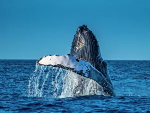 Blue Water Prints: Blue Water Hawaii Hawaiian Islands Hawaiian Islands Humpback Whale National Marine Sanctuary