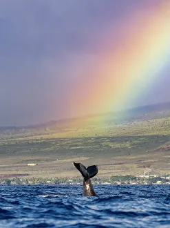 Blue Water Prints: Blue Water Hawaii Hawaiian Islands Hawaiian Islands Humpback Whale National Marine Sanctuary