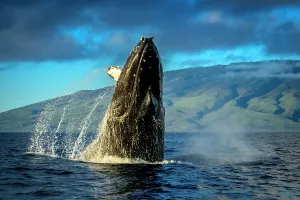 Blue Water Prints: Blue Water Hawaii Hawaiian Islands Hawaiian Islands Humpback Whale National Marine Sanctuary