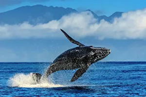 Blue Water Prints: Blue Water Hawaii Hawaiian Islands Hawaiian Islands Humpback Whale National Marine Sanctuary