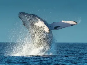 Blue Water Prints: Blue Water Hawaii Hawaiian Islands Hawaiian Islands Humpback Whale National Marine Sanctuary