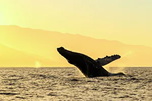 Blue Water Prints: Blue Water Hawaii Hawaiian Islands Hawaiian Islands Humpback Whale National Marine Sanctuary