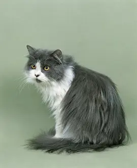 Felidae Prints: Blue and White Persian Domestic Cat