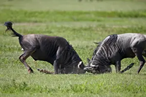 East Africa Prints: Two blue wildebeest (brindled gnu) (Connochaetes taurinus) bulls fighting