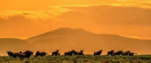 Animal Prints: Blue wildebeest or common wildebeest