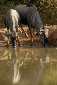 Water Hole Prints: Blue Wildebeest (Connochaetes gnou) drinking at waterhole