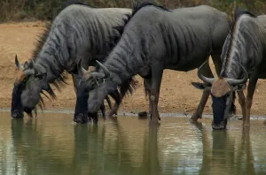 Mashatu Prints: Blue Wildebeest (Connochaetes gnou) drinking at waterhole