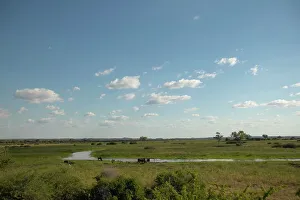 Swamp Prints: Blue Wildebeest (Connochaetes gnou) herd and Cattle Egrets (Bubulcus ibis) in vlei