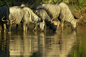 Blue Wildebeest (Connochaetes gnou) herd drinking at a waterhole