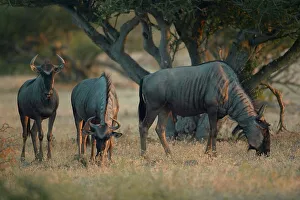 Blue Wildebeest (Connochaetes gnou) herd grazing in veld