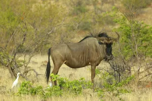 Wildebeest Prints: Blue Wildebeest (Connochaetes taurinus) with Cattle Egrets (Bubulcus ibis)
