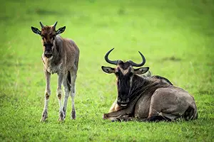 Curiosity Prints: Blue wildebeest (Connochaetes taurinus) mother and calf eye camera