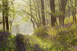 Perennials Prints: Bluebell (Endymion non-scriptus) flowering mass