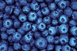 Produce Prints: Blueberries from U-Pick farm; Alvadore, Willamette Valley, Oregon
