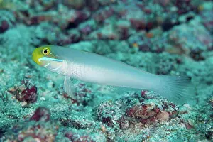 Australasia Prints: Bluestreak Goby (Valenciennea strigata) adult