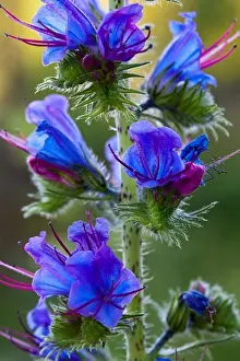 Finland Prints: Blueweed (Echium vulgare), Karakallio, Espoo, Finland