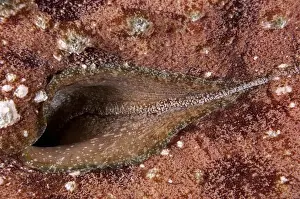 Maritime Prints: Blunt-end Sea-hare (Dolabella auricularia) adult