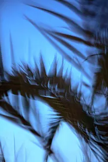 Lowangle View Prints: Blurred motion of palm leaves against clear blue sky