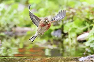 Wildtiere Prints: Bluthaenfling, Blut-Haenfling, Haenfling Carduelis cannabina