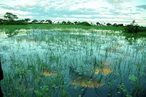 Swamp Prints: Boat trip at sunset and reflection in the water in the Okavango Delta swamps