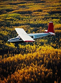 Boreal Forest Prints: Bob Bursiel flying Wright Air's Helio Courier H-295 over boreal forest turning autumn gold near the Wood River