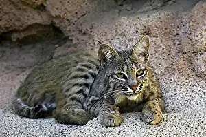 Entrances Prints: Bobcat (Lynx rufus) (Felis rufus) resting at cave entrance