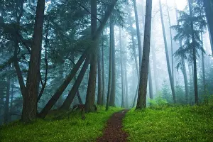 Mystery Prints: bodega ridge trail on Galiano Island, British Columbia, Canada