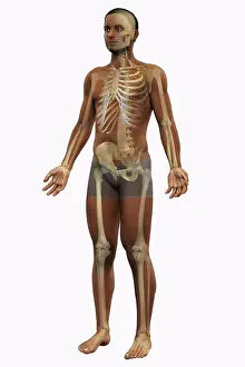 Anatomy Prints: A full body view of a male figure of African ethnicity showing the anatomy of the skeletal system