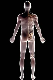Anatomy Prints: Full body view of the male human skeleton