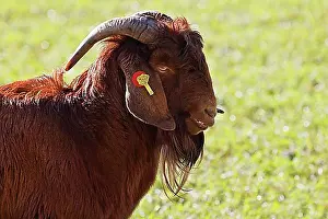 Looks Into The Camera Prints: Boer domestic goat (Capra aegagrus hircus)