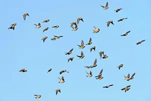 Bohemian Prints: Bohemian Waxwing (Bombycilla garrulus) flock
