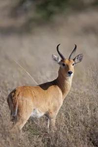 : Bohor Reedbuck (Redunca redunca) adult male