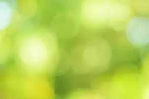 Bokeh Prints: Bokeh circles blurred from green natural light