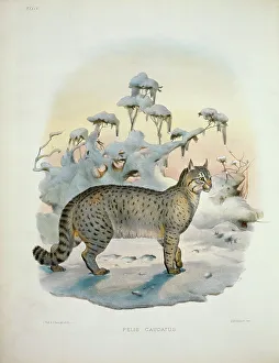 Elliot Prints: The Bokhara Chaus (Felis Caudata) 1883 Daniel Giraud Elliot (1835-1915 American) Monograph Academy of Natural Sciences
