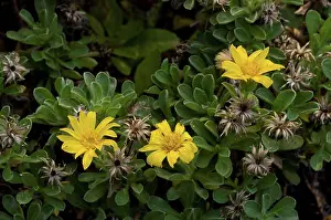 Blooms Prints: Bolander's False Golden-aster (Heterotheca sessiliflora ssp)