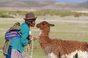 Rope Prints: Bolivia, San Juan, llama. A Bolivian woman captures a young llama to check it out