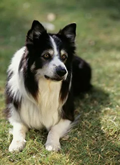 Canines Prints: Border Collie, AKC, 7-year-old Scotty photographed in Phoenix