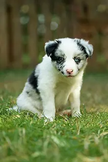 Domestic Dogs Prints: Border Collie, puppy, blue merle, six weeks old