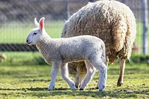 East Africa Prints: Border Leicester sheep (Ovis aries f)