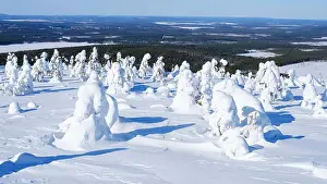 Finland Prints: Boreal forest covered in snow (Tykkylumi) in the Taiga of Finland at mountain Iso Pyhaetunturi