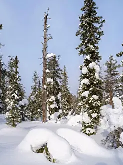 Finland Prints: Boreal forest or Taiga of Finland near Lampivaara in the Pyhae-Luosto National Park (Pyhae-Luoston kansallispuisto)